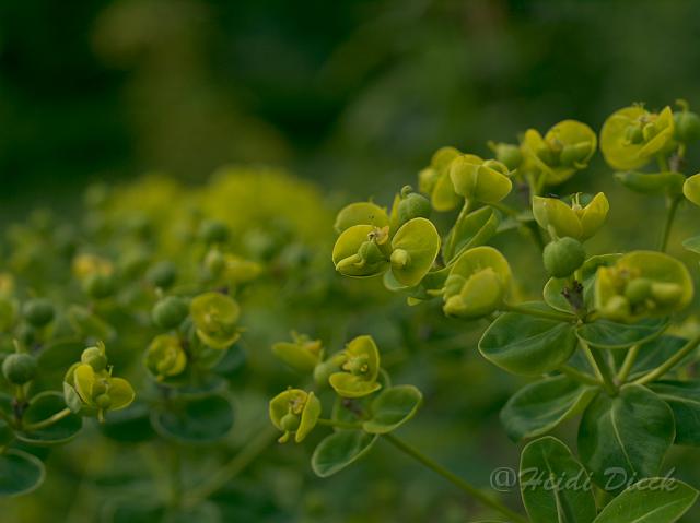 Euphorbia schillingiii2.jpg
